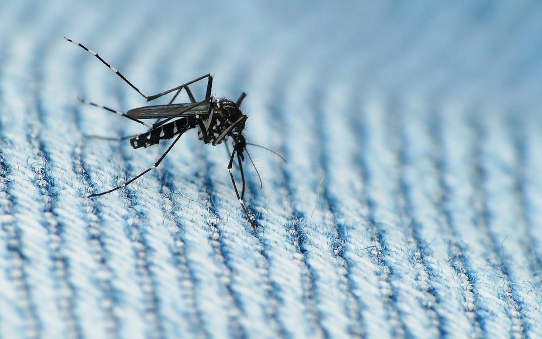 Why we need to stamp out malaria – now!