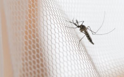 Gender-sensitive research and innovation essential to end Malaria